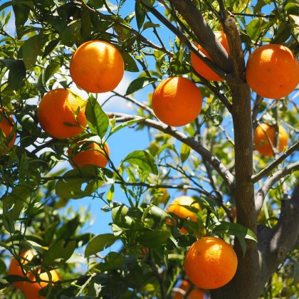 Fruit Trees