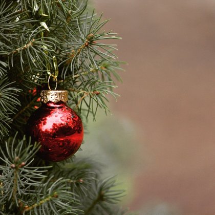 Ornamental Trees