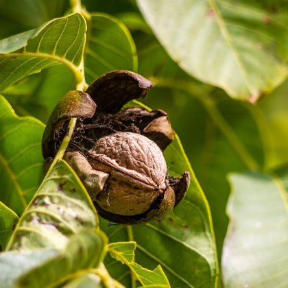 Nut Trees