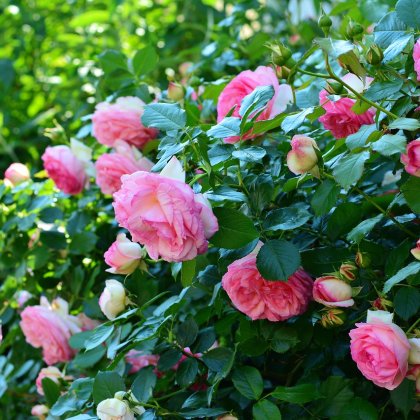 Roses
