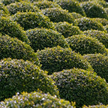 Boxwood Shrubs